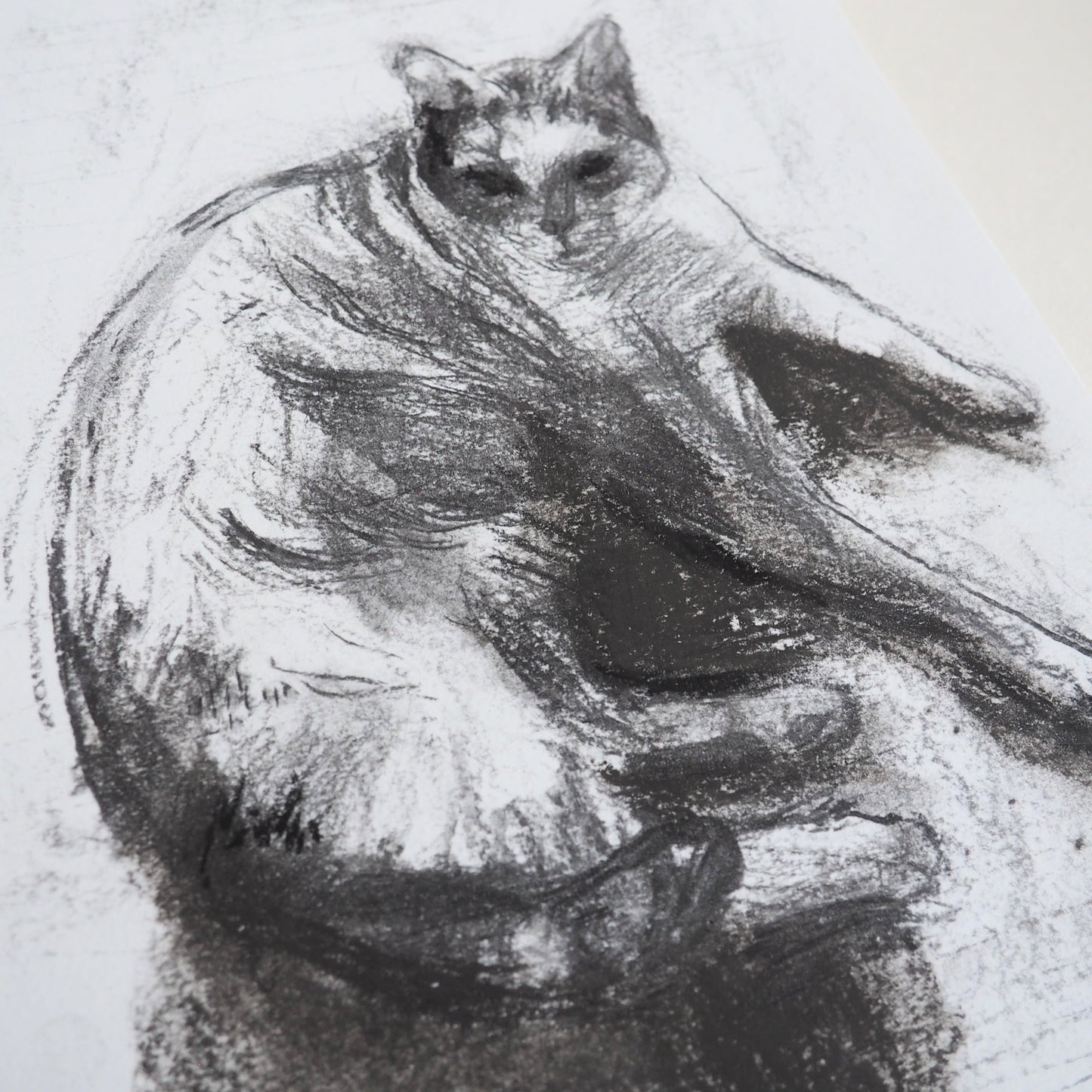 Charcoal Drawing of a Cat 'Monochrome Marco'