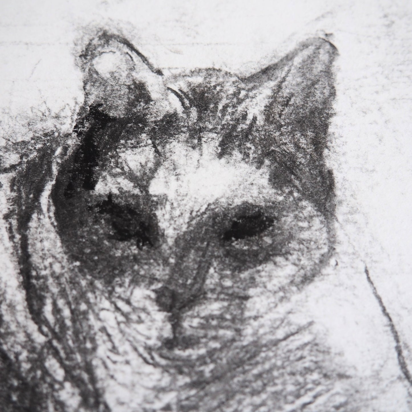 Charcoal Drawing of a Cat 'Monochrome Marco'