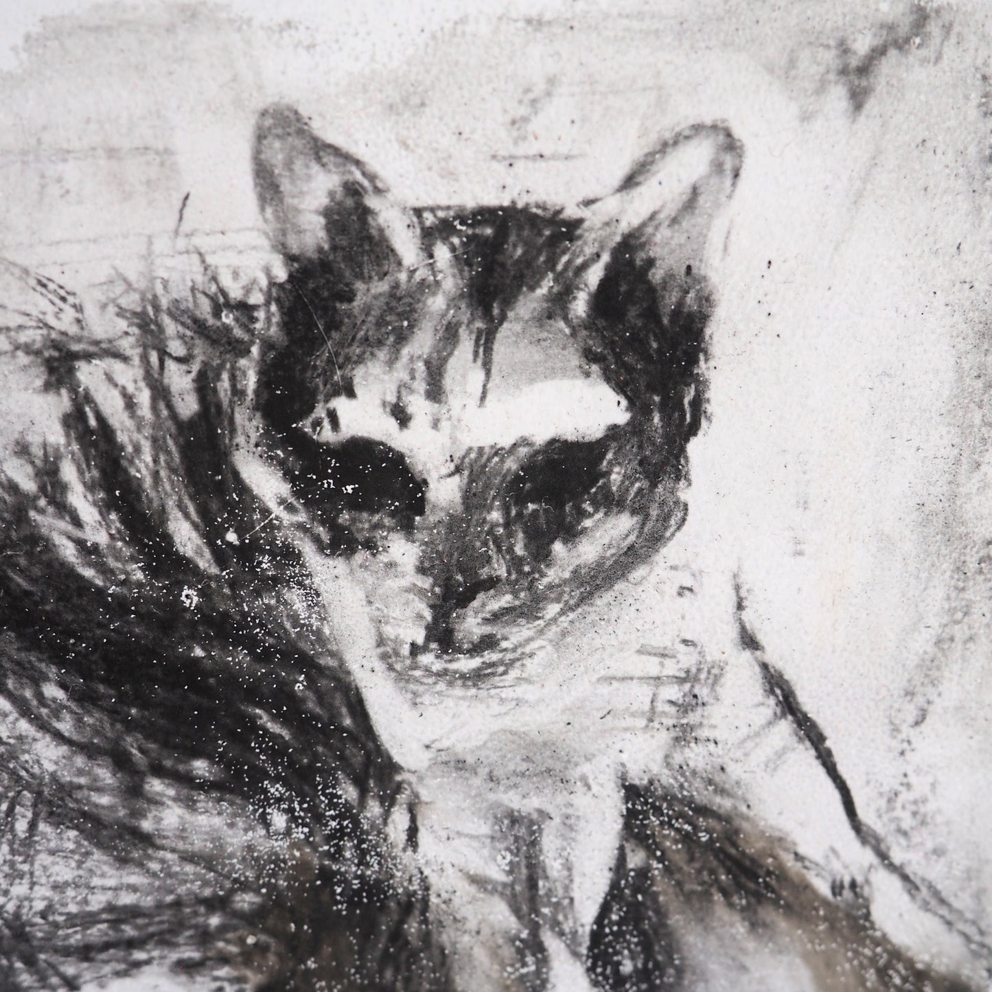 Charcoal Mono Print on Paper 'Marco Cat in Black and White'